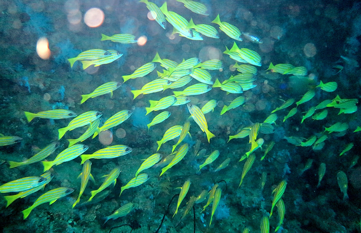IMG_0277rfn_Maldives_Madoogali_Plongee 2_Vihamaafaru_Vivaneaux a raies bleues_Ludjanus Kasmira.jpg